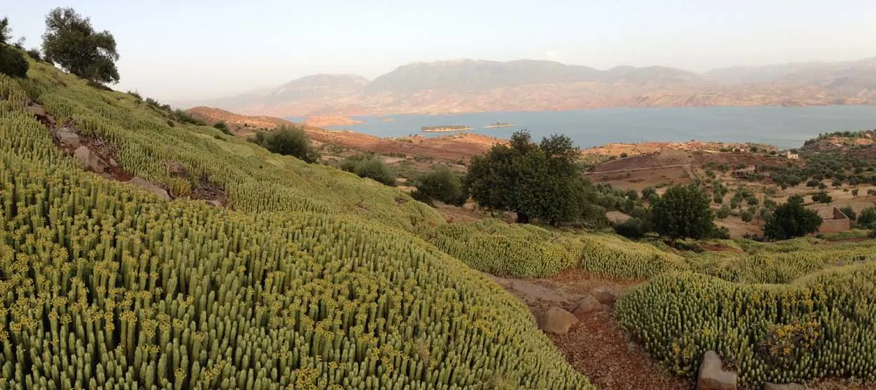 Cultivated green valley and red foothills in the Azilal region