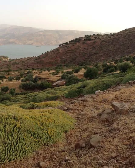 Terraced mountain landscape in the Ourika region