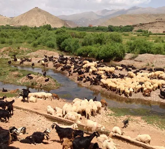 Sheep crossing a stream in a cultivated High Atlas valley