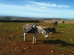donkey