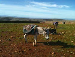 donkey