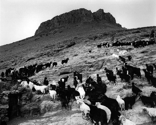 Morocco High Atlas Agoundis Tagharghist Berber village sheep ©Bart Deseyn